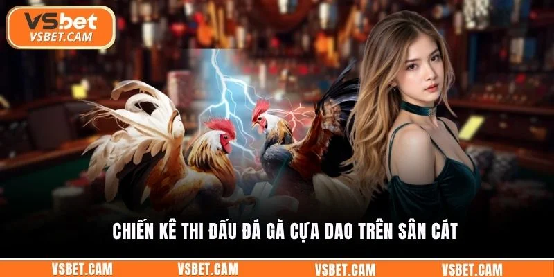 Chiến kê thi đấu đá gà cựa dao trên sân cát